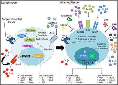 The Metabolic Requirements of Th2 Cell Differentiation